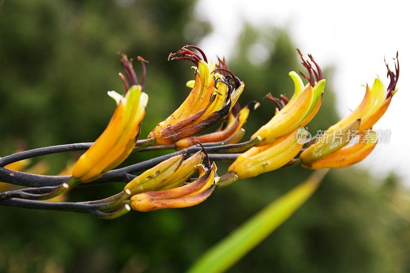 Phormium Cookianum Harakeke(新西兰亚麻)在开花